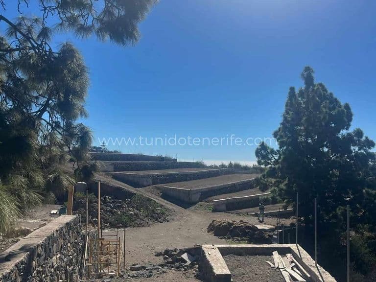 Terraced cultivation plots with trees and clear sky