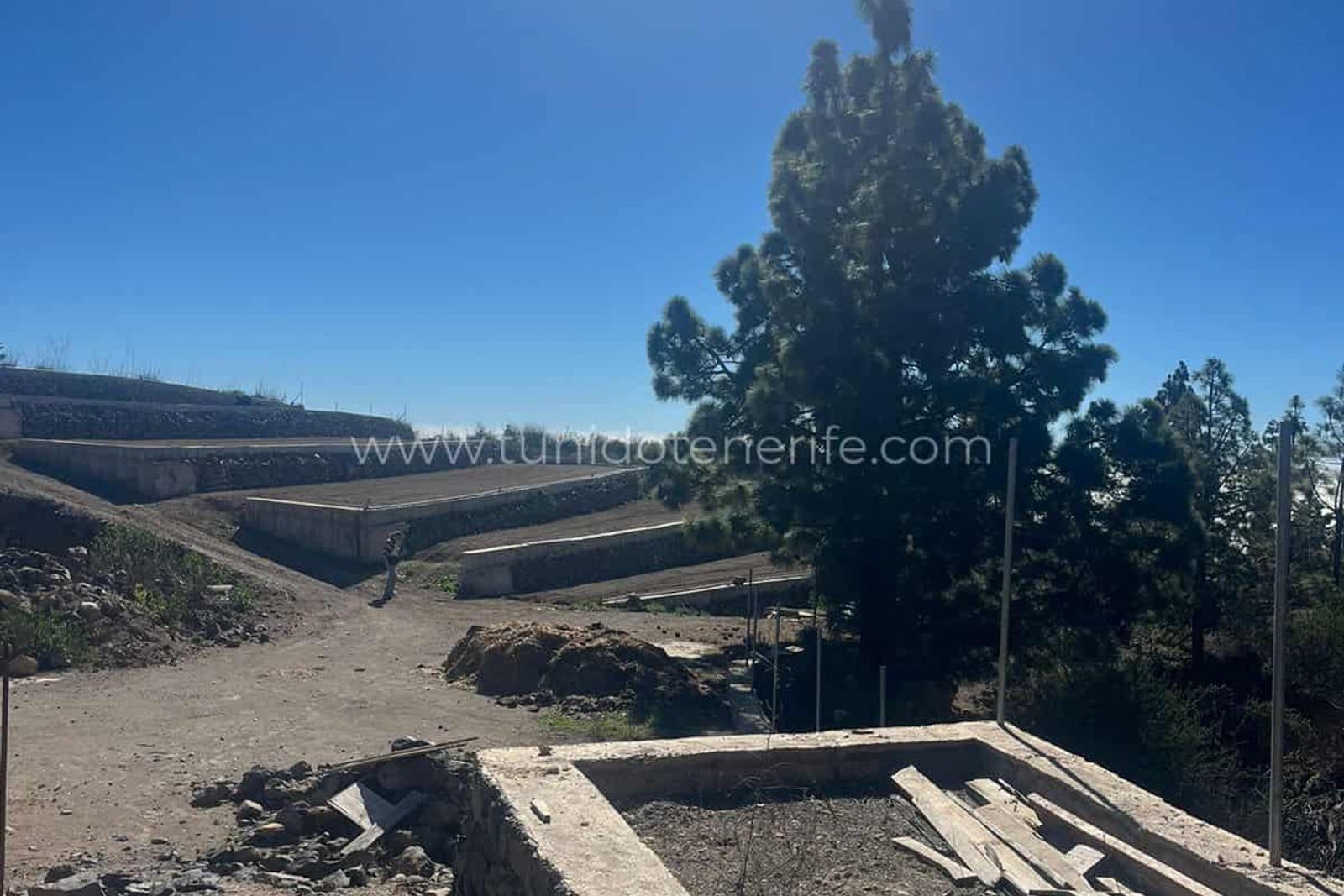 Terraced plots and a large tree under clear sky